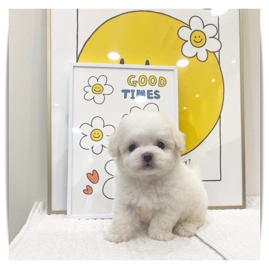  춘천강아지분양 미니비숑 너무 귀엽죠?