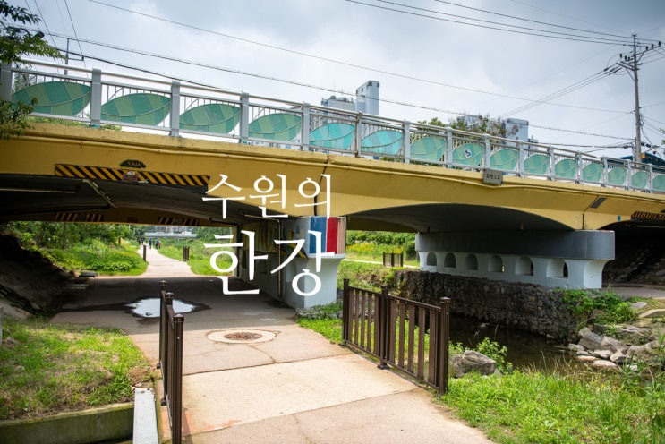  수원의 한강 수원천 산책