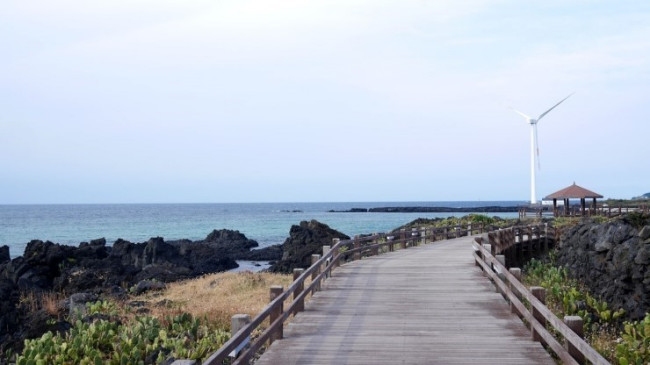 제주도 월령 선인장자생지에서 질긴 생명력을 느껴보세요, 목포 제주도 배편