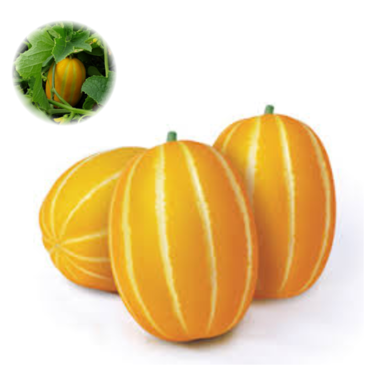 후기가 정말 좋은 (농부의가게) 당도선별 성주 꿀참외, 3.성주뀰~참외 1.5kg 중과 추천해요 후기가 정말 좋은 (농부의가게) 당도선별 성주 꿀참외, 3.성주뀰~참외 1.5kg 중과 추천해요