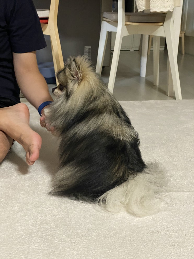  손 주는 꾸꾸