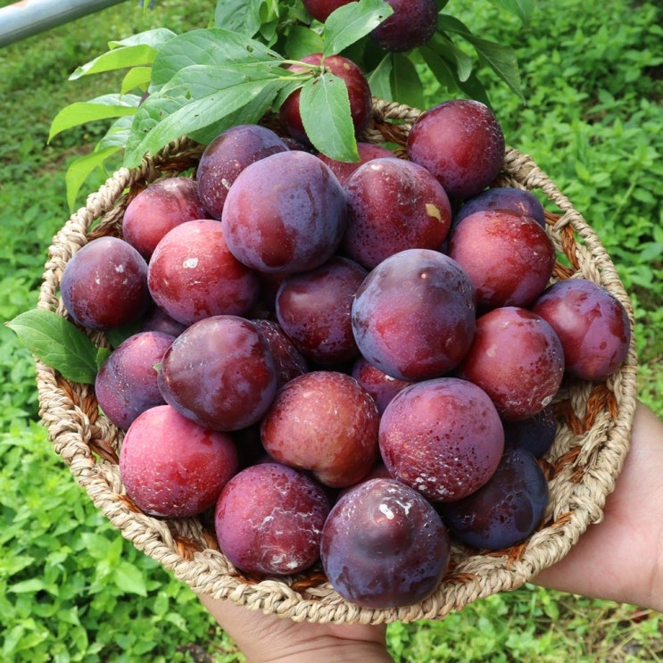 잘나가는 [한울지기] 새콤달콤 거창 나디아 체리자두 프리미엄 2kg, 2kg 중대과 60g내외 추천해요