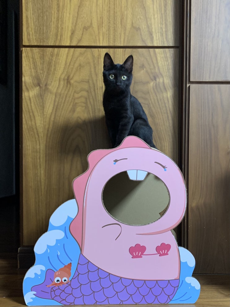  고양이 스크래쳐, 리스펫 귀여운 쥬라기 공룡 고양이 박스!!