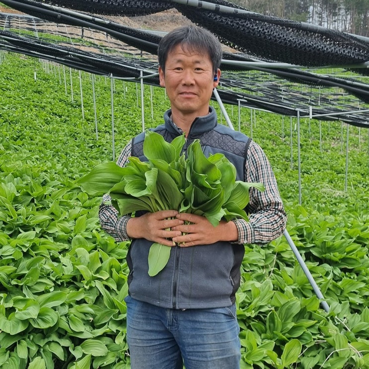 인지도 있는 강원도 정선 산마늘 명이나물 잎명이_(2kg 4kg)산사랑산채원_전연택, 2kg 좋아요 인지도 있는 강원도 정선 산마늘 명이나물 잎명이_(2kg 4kg)산사랑산채원_전연택, 2kg 좋아요