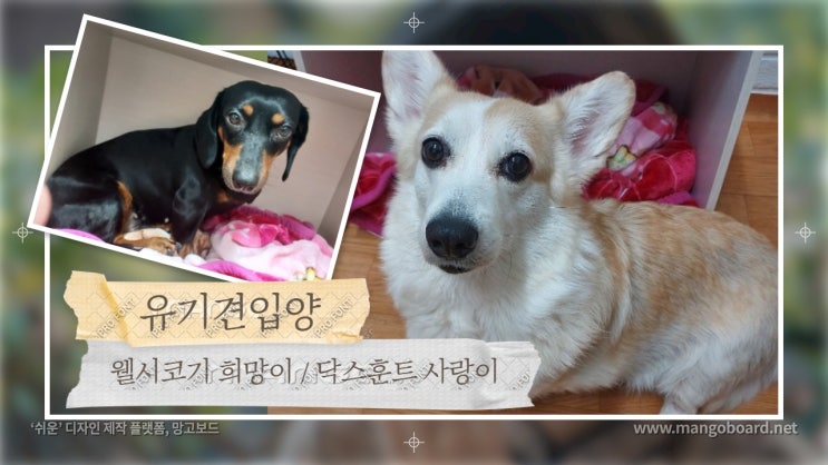유기견입양. 사료랑 물과 함께 버려진 웰시코기 희망이와 닥스훈트 사랑이의 가족이 되어주세요. 유기견입양. 사료랑 물과 함께 버려진 웰시코기 희망이와 닥스훈트 사랑이의 가족이 되어주세요.