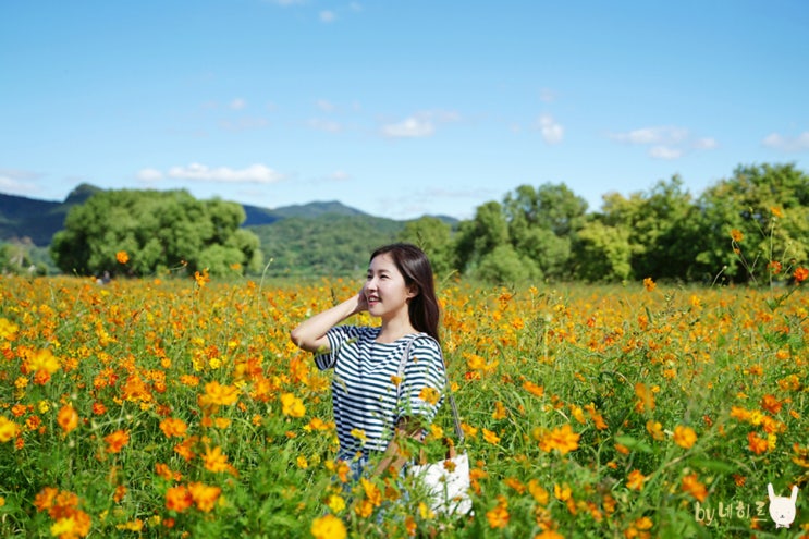 남양주 물의정원 황화코스모스 드라이브 코스