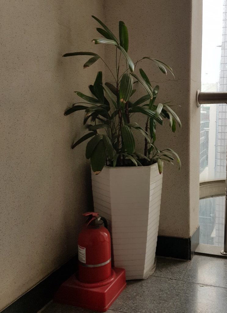  물 관리가 쉽고 키우기 쉬운 식물