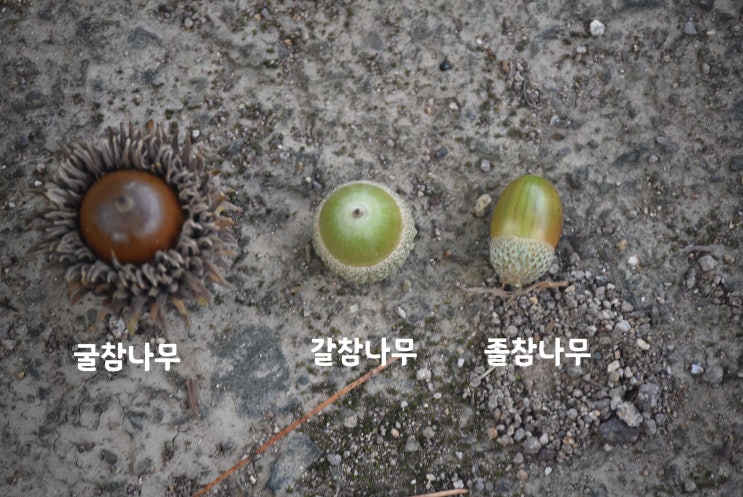  굴참나무,갈참나무,졸참나무 도토리 비교 (도토리묵)