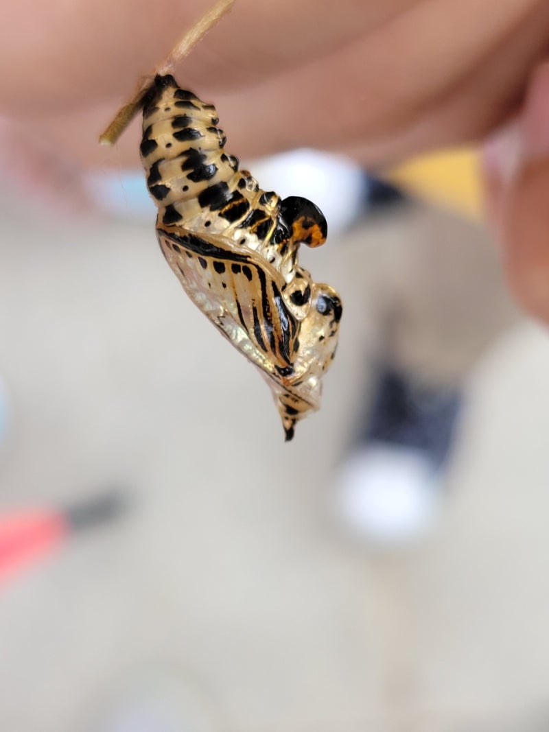 2021.9.17-굵은줄나비 번데기 : 네이버 블로그, image size:800x1067