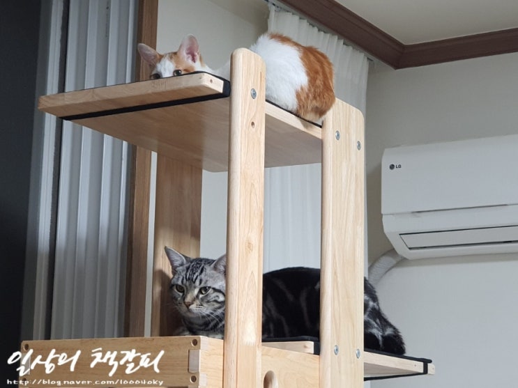  <2인2묘 라이프> 2021. 9. 16. 두 고양이와 함께하는 삶