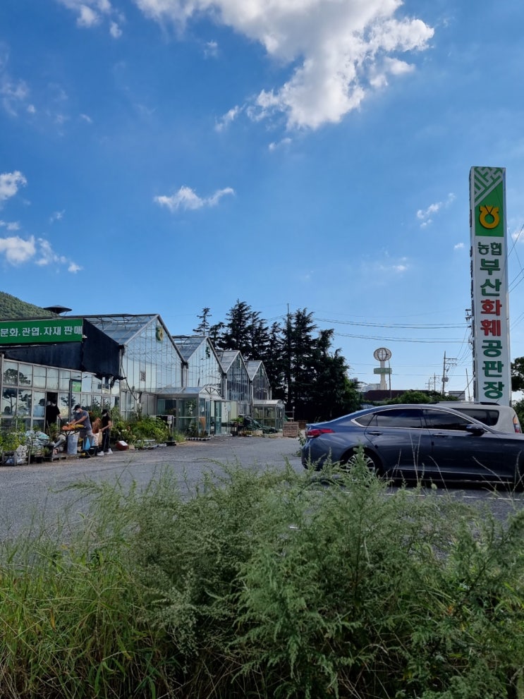  엄궁 화훼단지 오랜만에 오프라인 식쇼핑