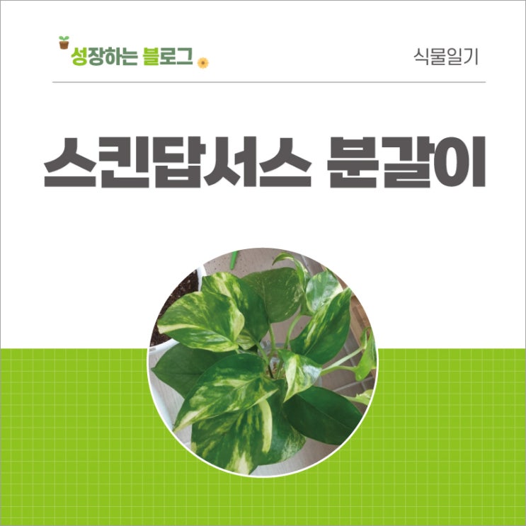  스킨답서스 키우기 수경재배 및 합식 화분 분갈이