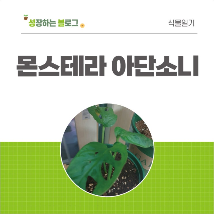  몬스테라 아단소니 키우기 분갈이 후 잘 자라고 있어요