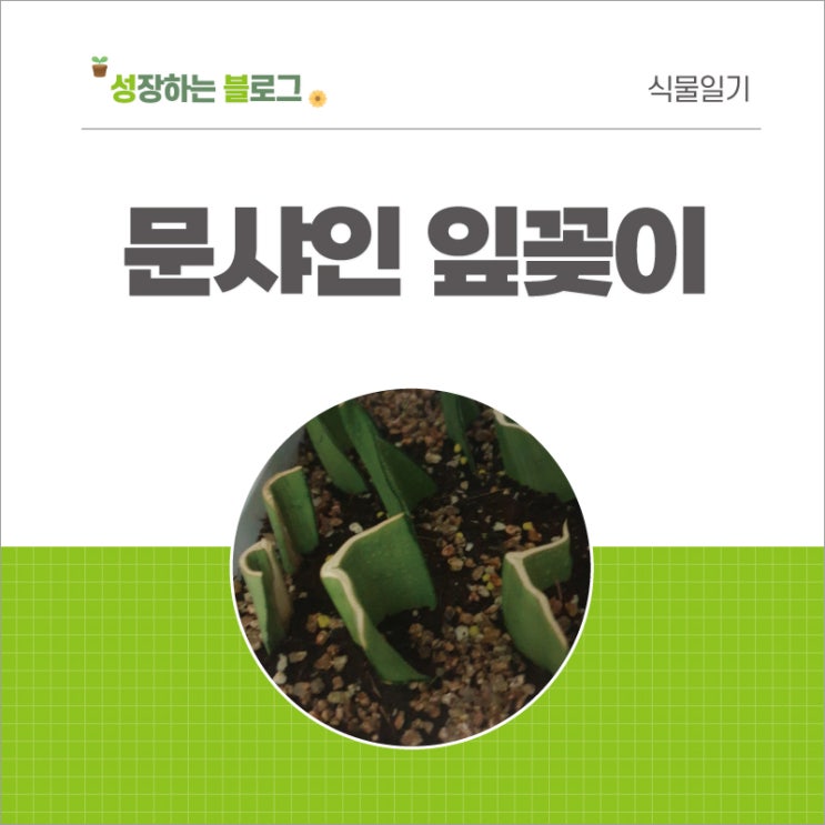  산세베리아 문샤인 잎꽂이 삽목