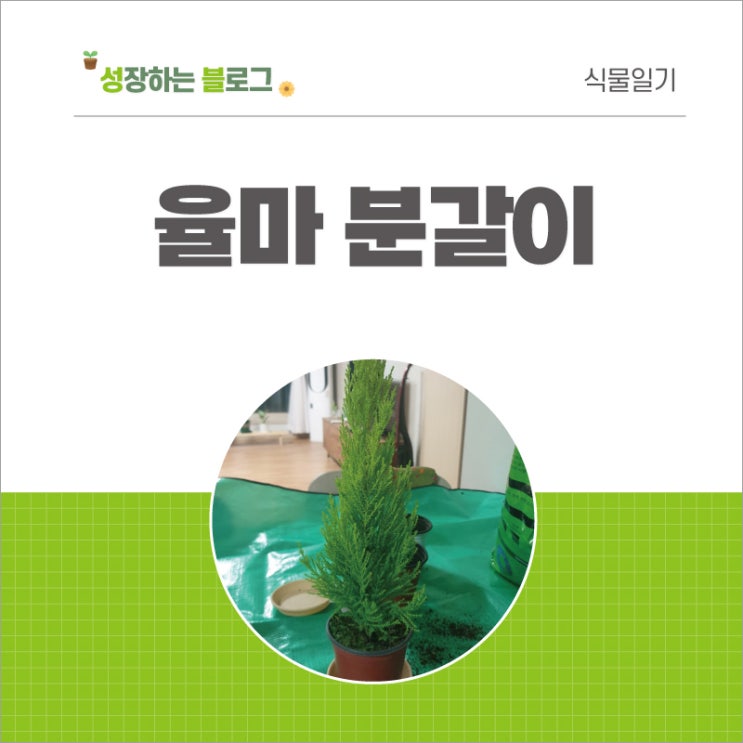  율마 키우기