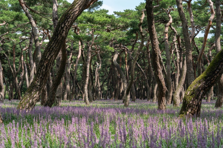  경주 황성공원 맥문동 스냅촬영