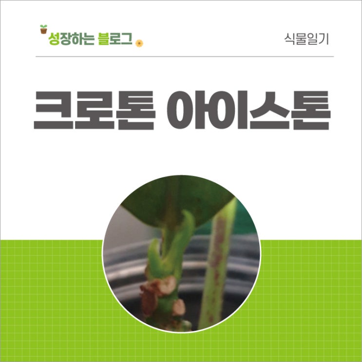  크로톤 아이스톤 키우기 - 가지치기 삽목