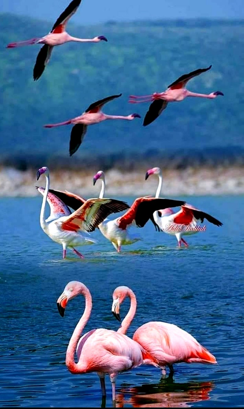 탄자니아 🇹🇿《나트론호수의 홍학》메두사 호수! 동물이 돌이 되는 호수! 홍학은 어떻게 살아 남았을까? : 네이버 블로그