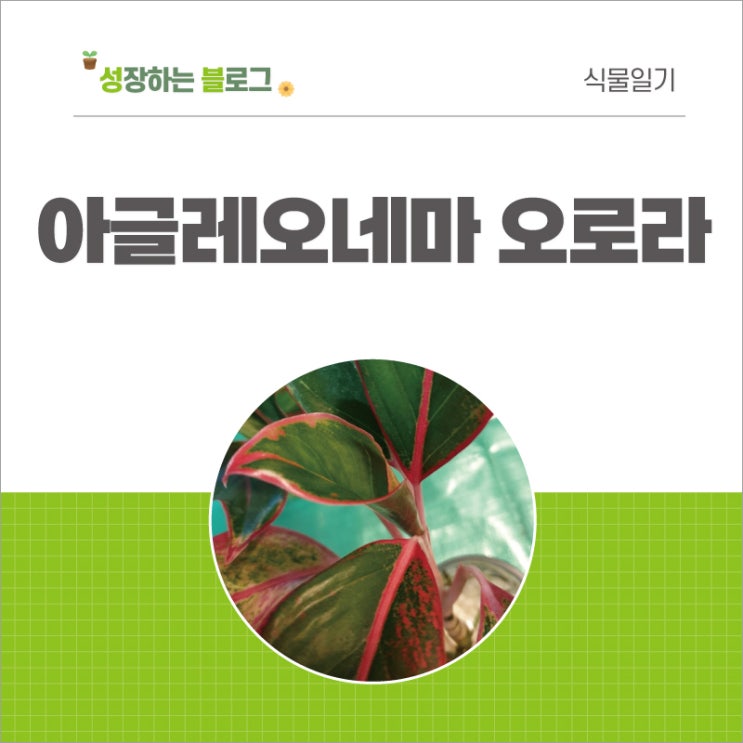  아글레오네마 오로라 키우기