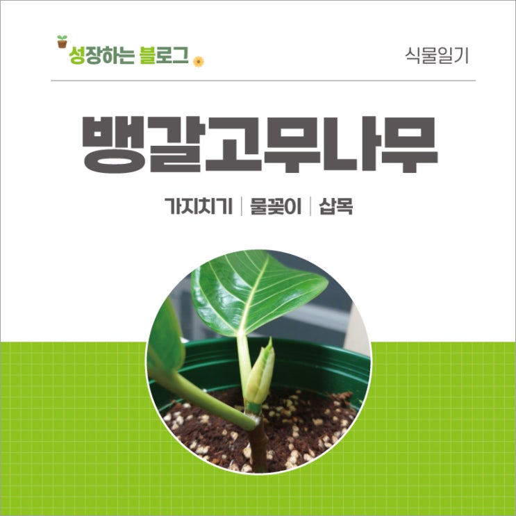  뱅갈 고무나무 가지치기, 물꽂이, 삽목