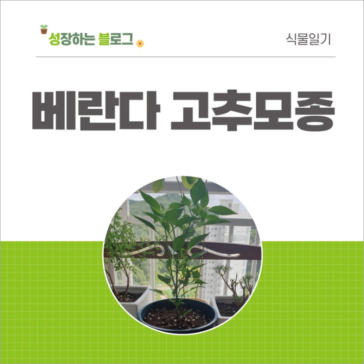  베란다 고추 모종 키우기