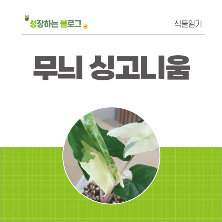  무늬 싱고니움 키우기