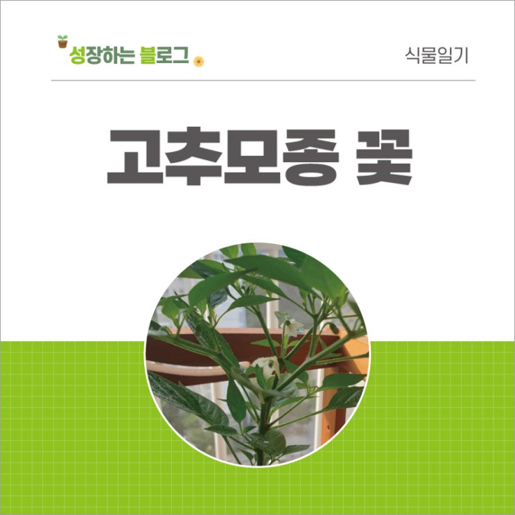  고추 모종 키우기 꽃 폈어요
