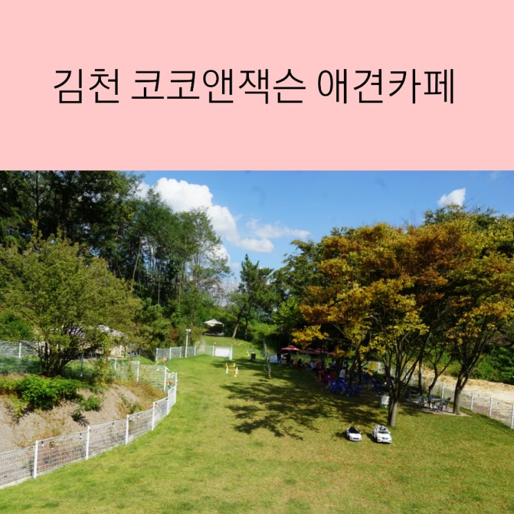  구미 인근 김천애견카페 코코앤잭슨 애견없이 애견카페 데이트