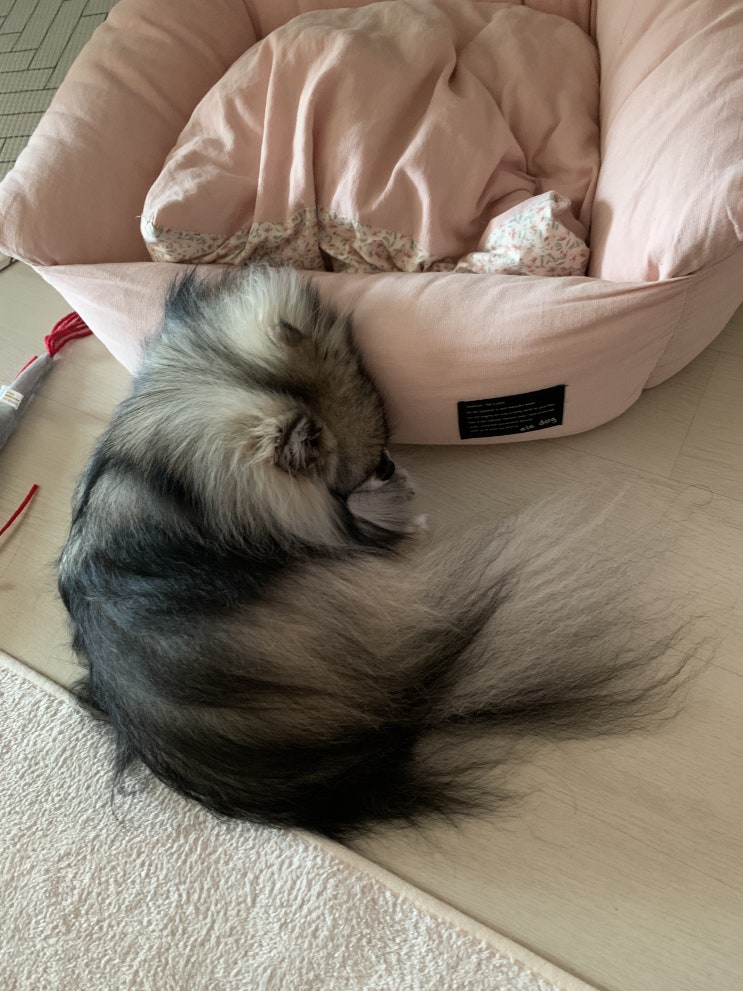  꾸꾸는 일요일에는 푹 쉬어요