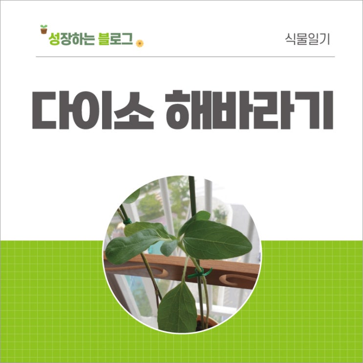  다이소 미니 해바라기 키우기