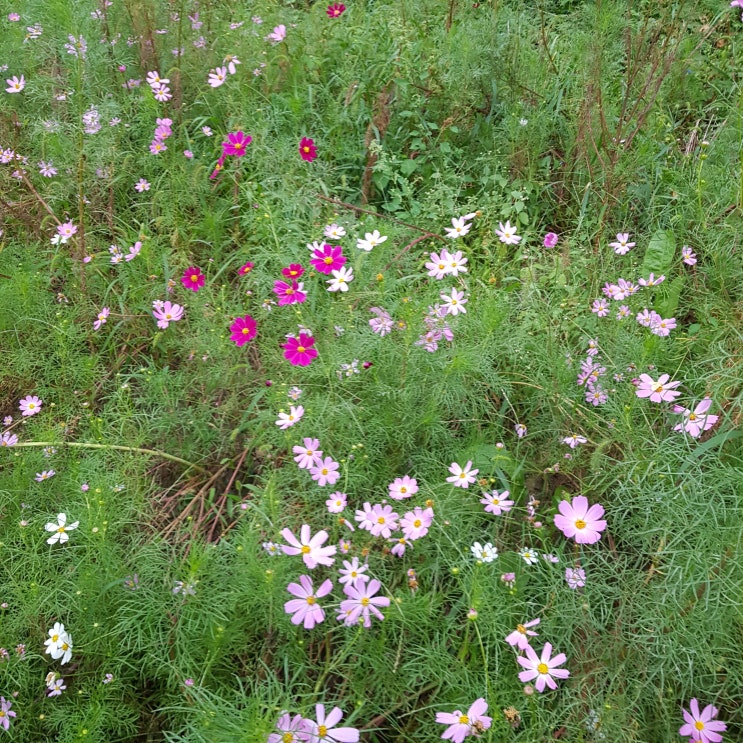  산책길 코스모스