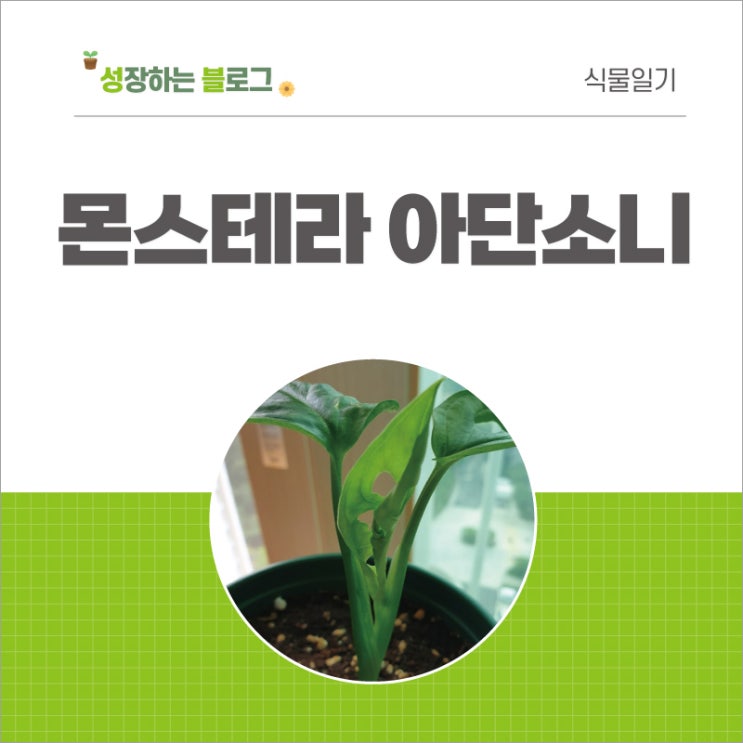  몬스테라 아단소니 키우기