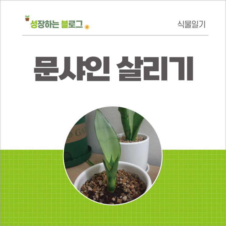  산세베리아 문샤인 살리기 2탄