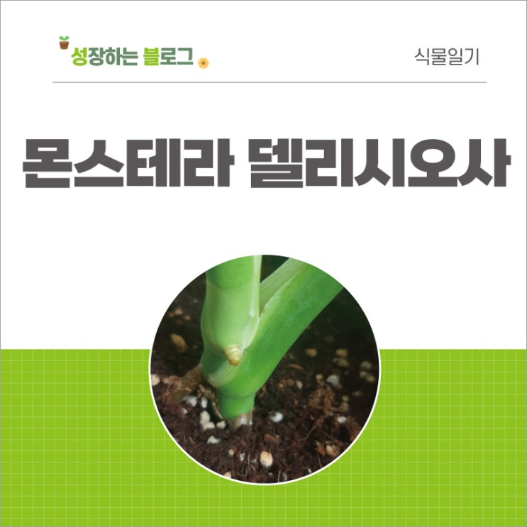  몬스테라 델리시오사 키우기 분갈이 후