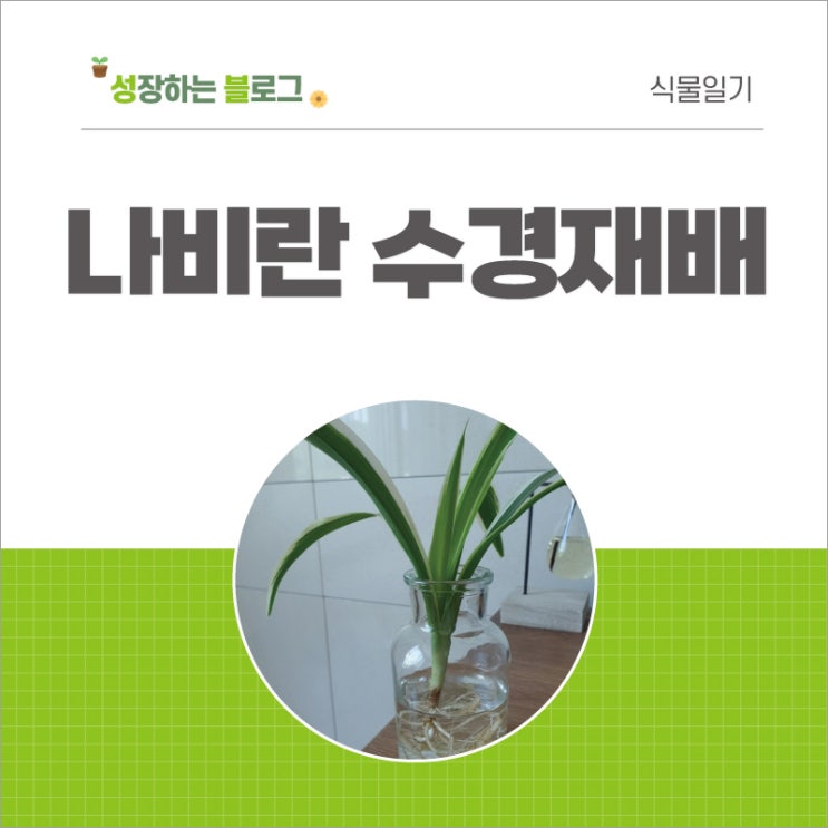  나비란 수경재배로 바꾸기