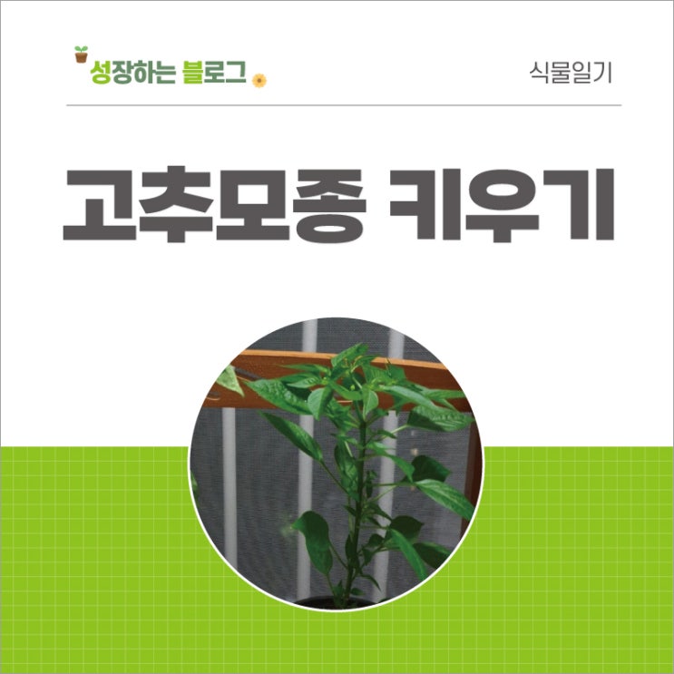  고추 모종 키우기