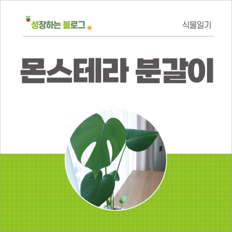  몬스테라 키우기 분갈이하기