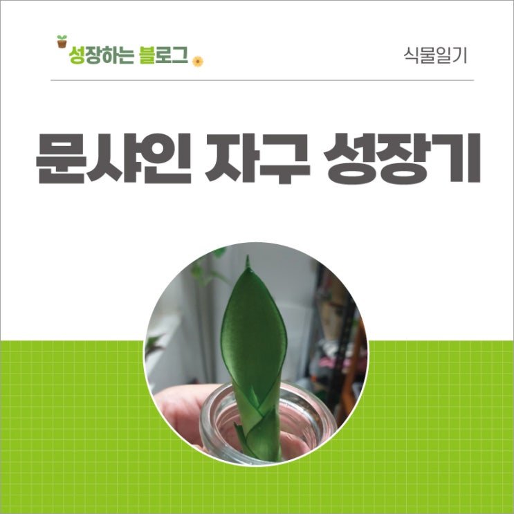  문샤인 키우기(자구 성장기) 분리한 자구 물꽂이 후 삽목