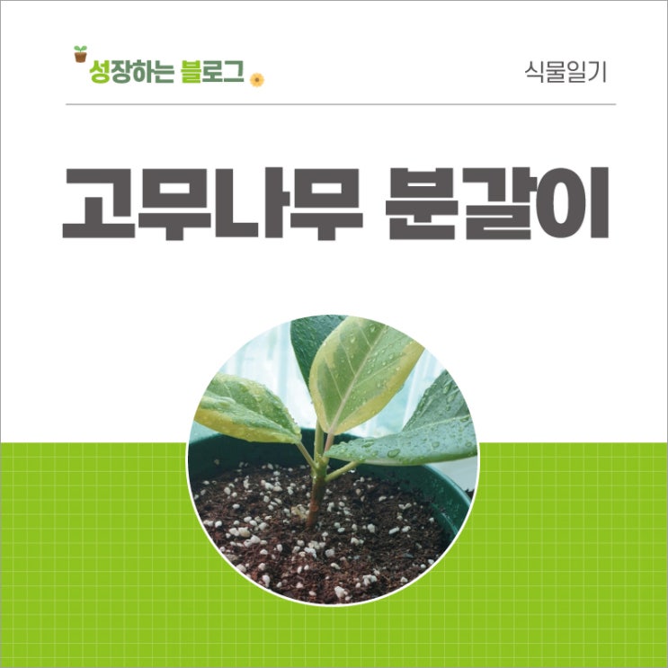  고무나무 분갈이