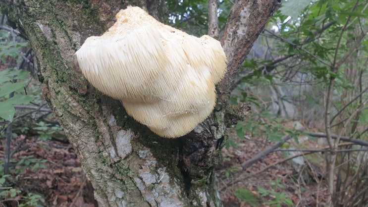 자연산 노루 궁뎅이 버섯