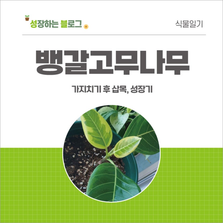  뱅갈고무나무 키우기