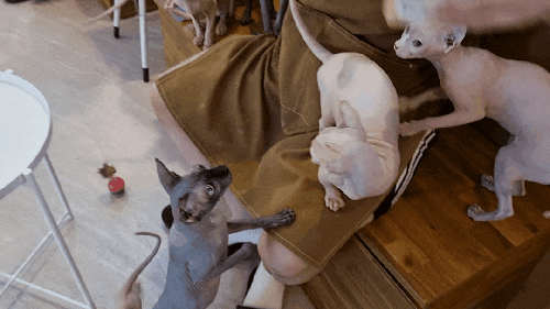  [고양이 카페] 사람을 좋아하는 고양이 카페 쌍용동 "순복이네스핑크스 고양이카페"