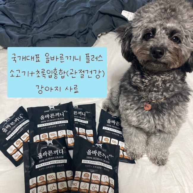  [김콩지] 국개대표 올바른 끼니 사료 + 펫전용 살균수 오즈펫 사용 후기