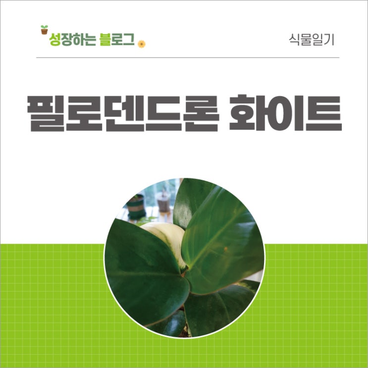  필로덴드론 화이트