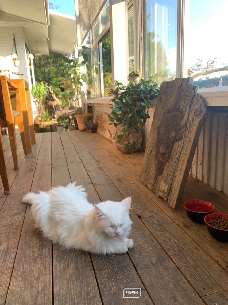 [순천] 가볼만한 곳, 고양이가 있는 카페