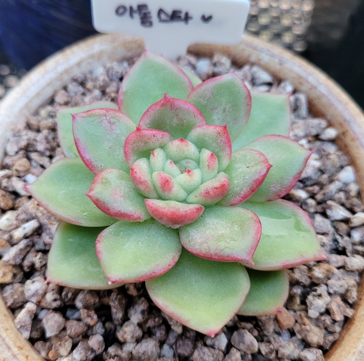  아톰스타철화