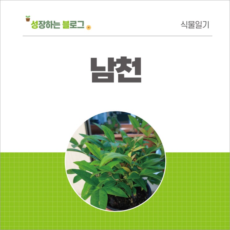  남천 키우기