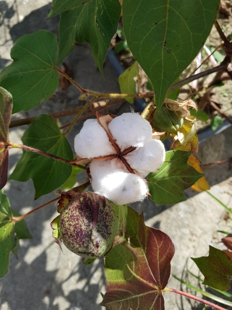  국내여행 예천[자급자족의 삶]