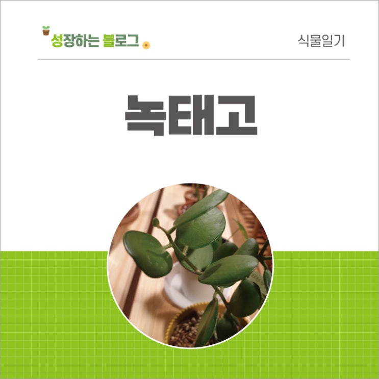  녹태고 키우기