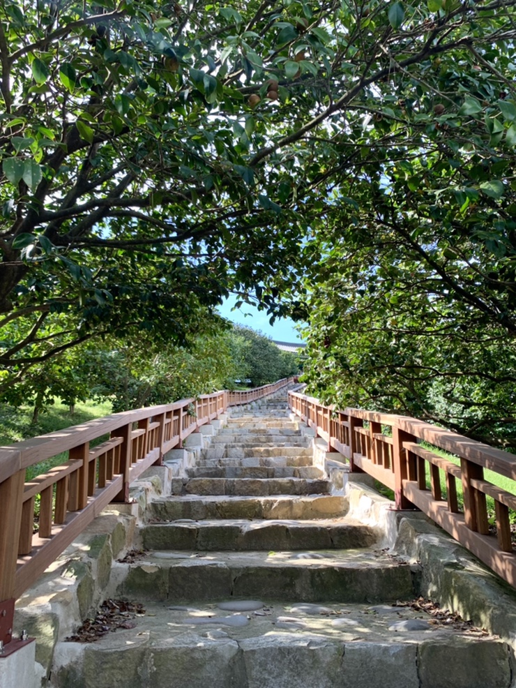  충남 가볼만한곳 서천 마량리 동백나무숲